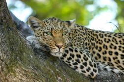 Leopard in tree