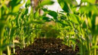 sprouting plants on farm