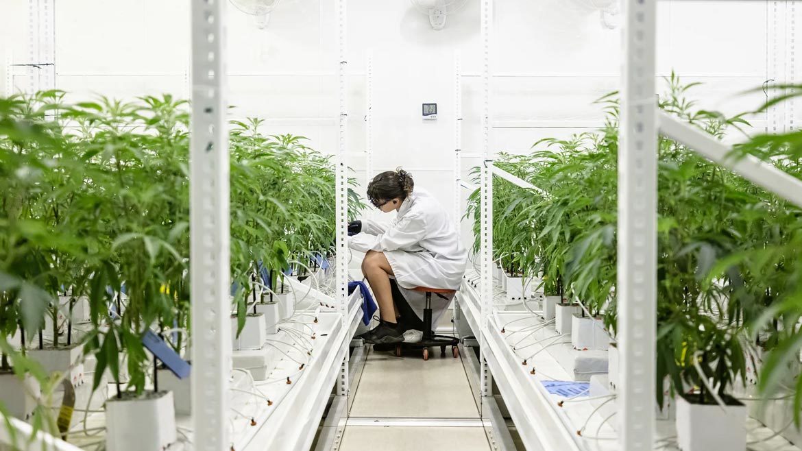 Cannabis growing center