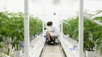 Cannabis growing center