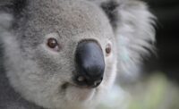 koala facial recognition security technology